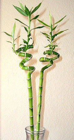 Lucky bamboo (Draceana braunii ), importeur van de Aziatische tijgermug Foto (bewerkt van origineel): TL Spiegel, Wikimedia Commons. CCby2.0.