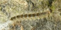 Eikenprocessierups (Thaumetopoea processionea) op de stam van een eik; bron: www.plantenziektekunde.nl