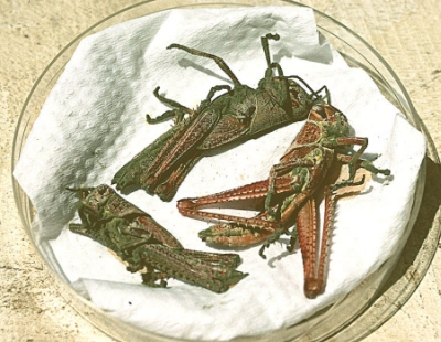 Rode sprinkhanen met parasitaire schimmel Metarhizium anisopliae. Bron: Wikimedia. Foto: C. Kooyman. Public Domain.