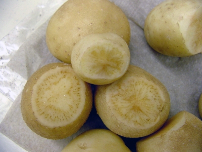 Aardappels met zebra chip ziekte. Foto en copyright: Secor and Rivera, NDSU.